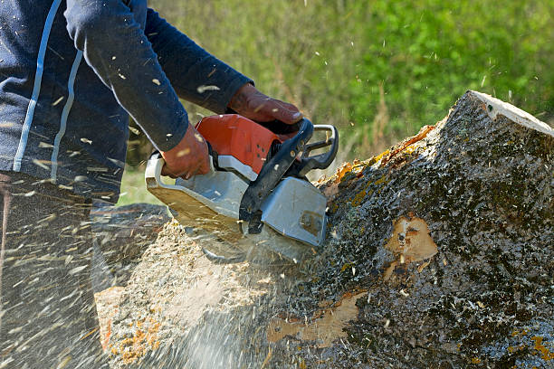 Leaf Removal in Tresckow, PA